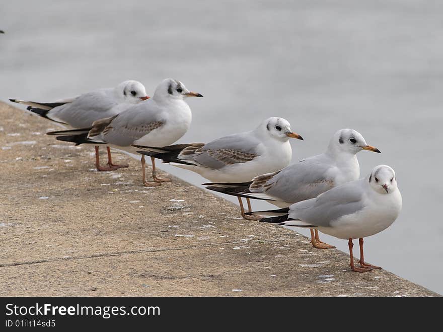 Seagulls lined up