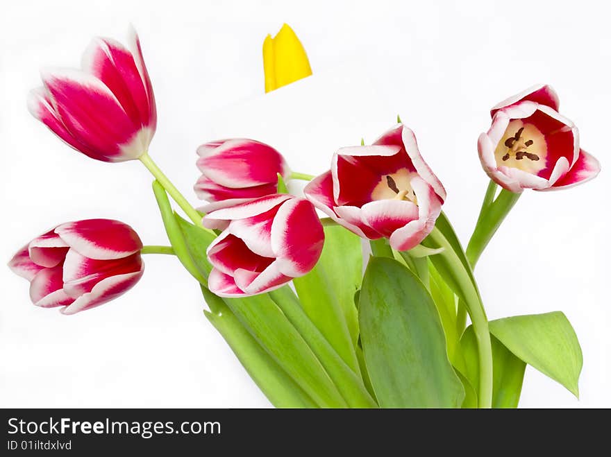 Bouquet from beautiful tulips isolated on white background