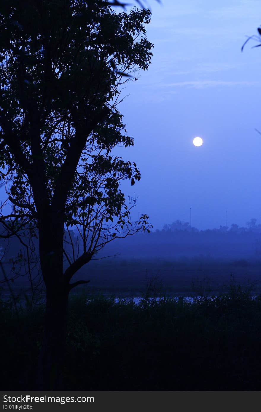 Tree , dawn