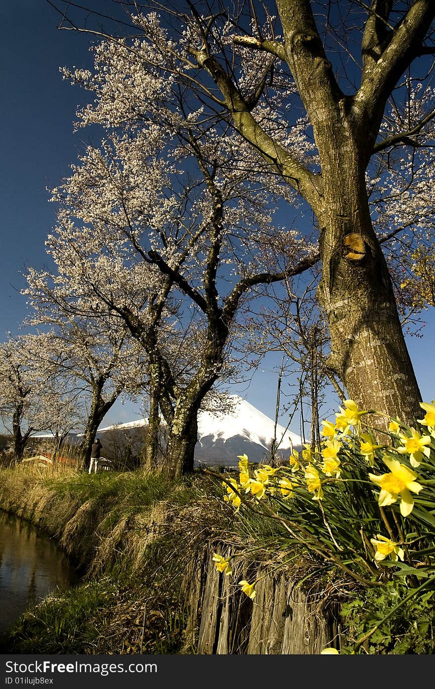 Sakura & Mt Fuji