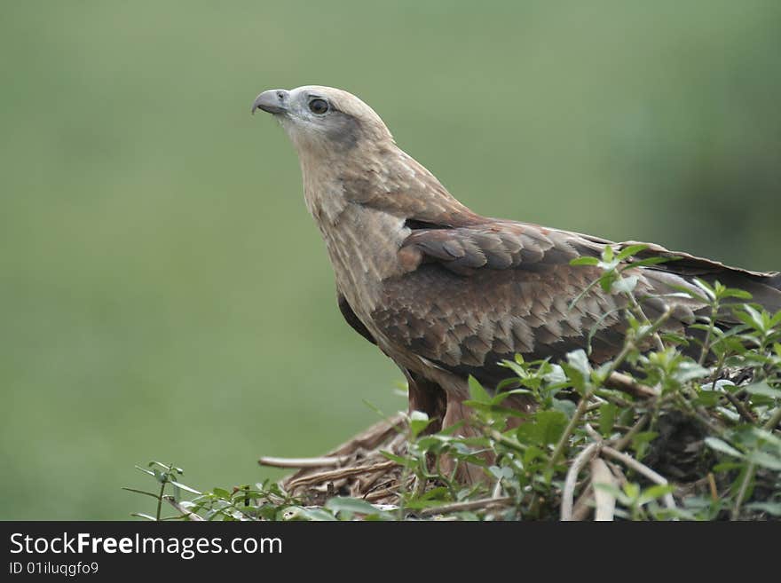 Immature Brahminy Kite Posture