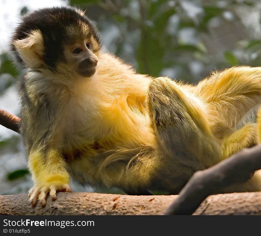 Common squirrel monkey 8