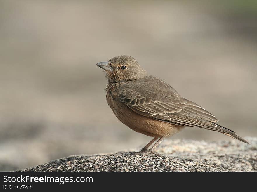 Rufous tailed lark on rock