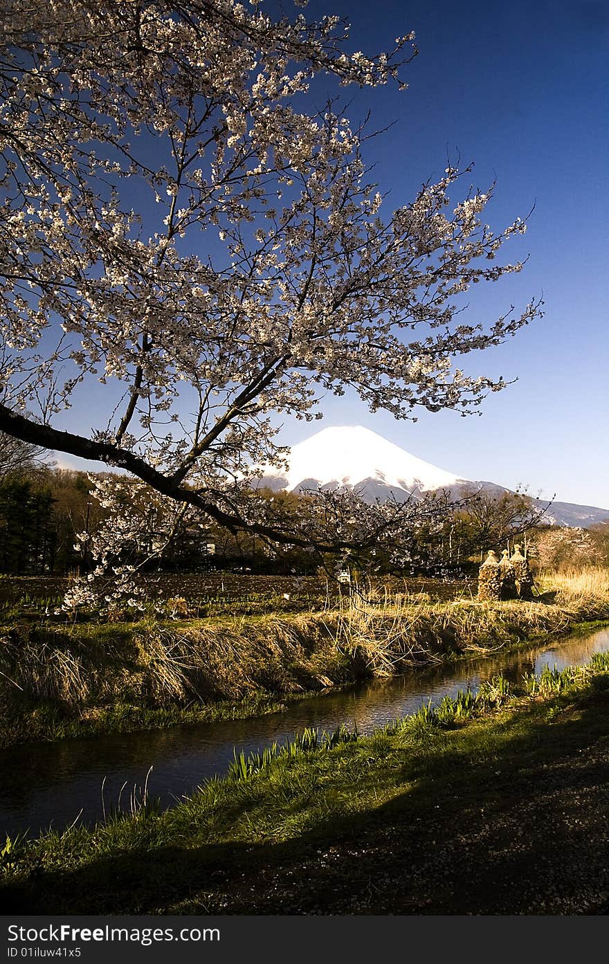 Sakura & Mt Fuji