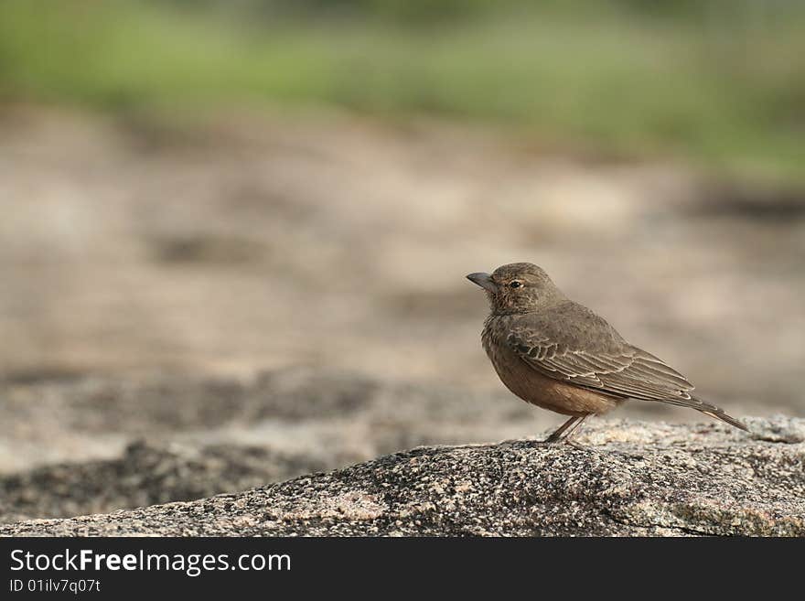 Rufous-tailed lark birdscape