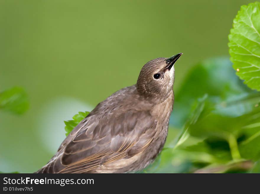 Young Sparrow