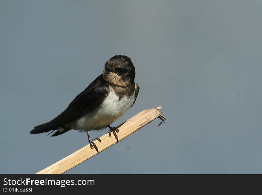 Immature swallow on a dry stalk