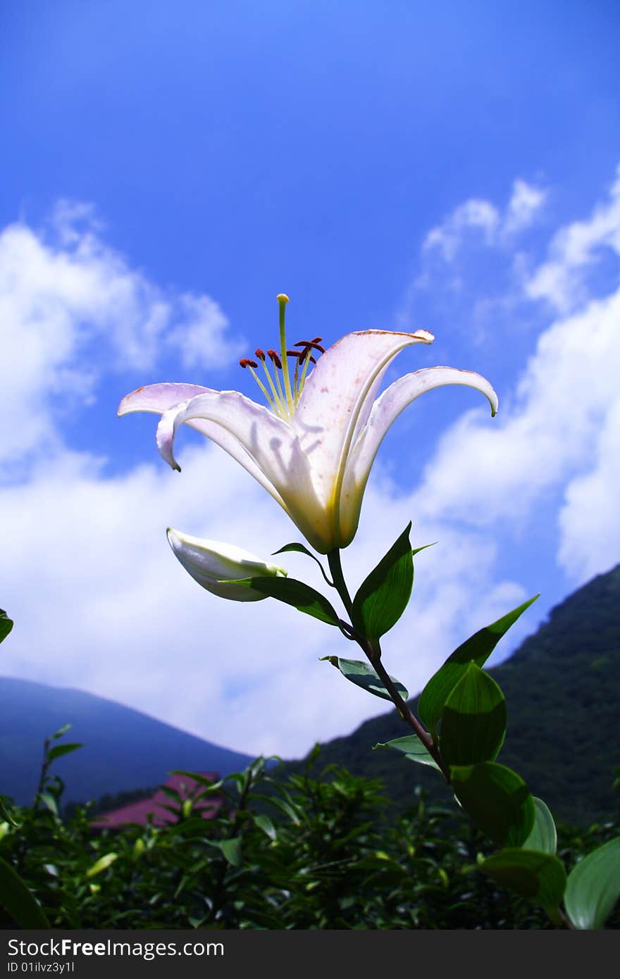 Lily under shiny sun