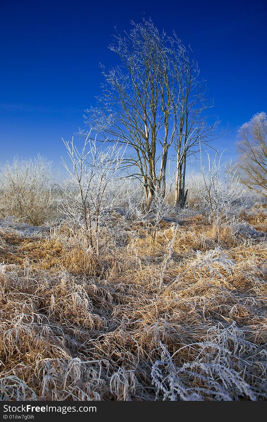 Photo of the frozen field