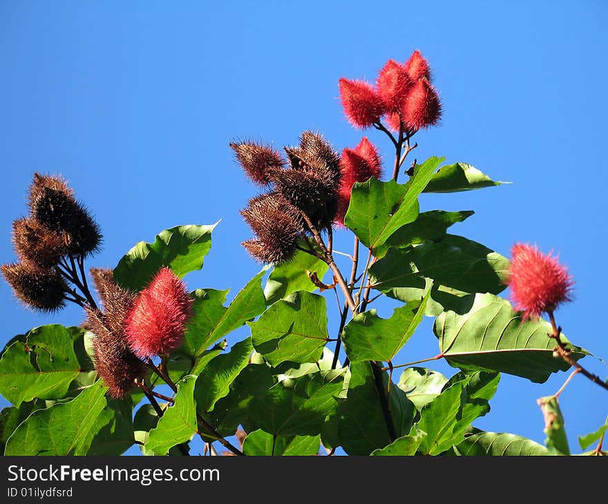 Bixa Orelana - The Urucum, America Tropical Native Plant.