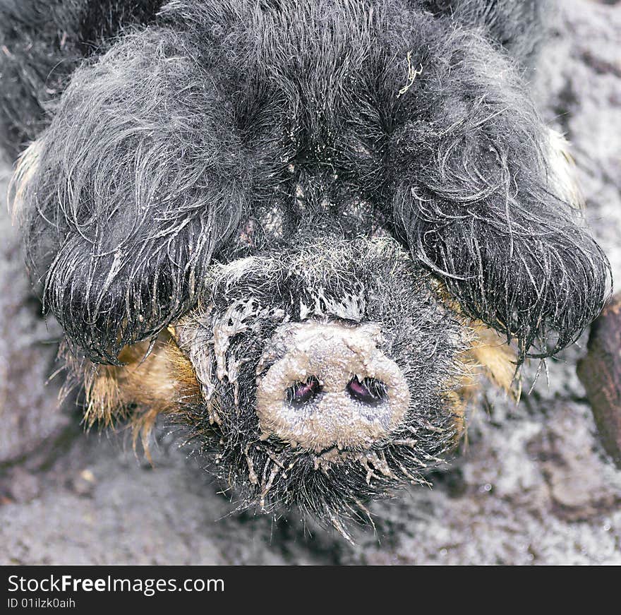 Photo of the funny Boar