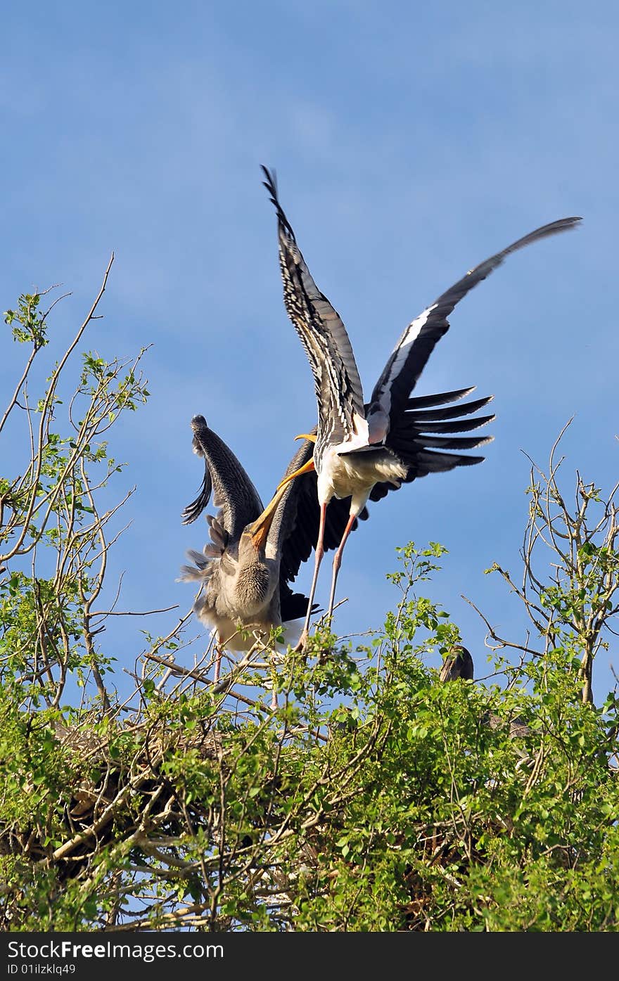 Two painted storks fighting on the top of the tree. Two painted storks fighting on the top of the tree.