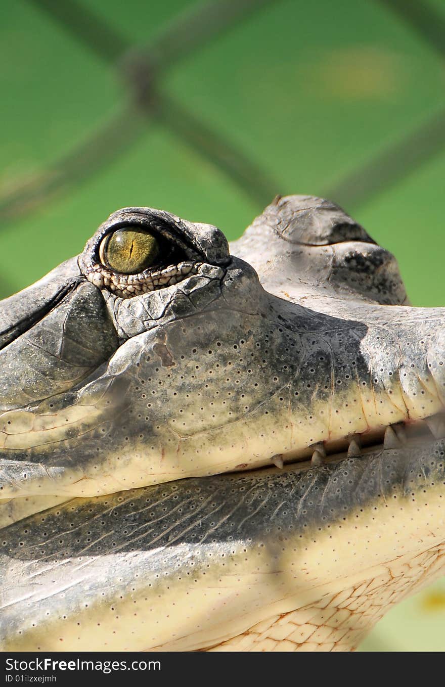 Crocodile eye closeup behind cage.