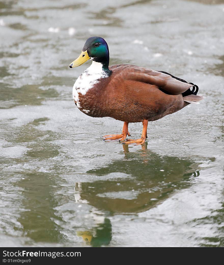 Photograph of the mallard on ice