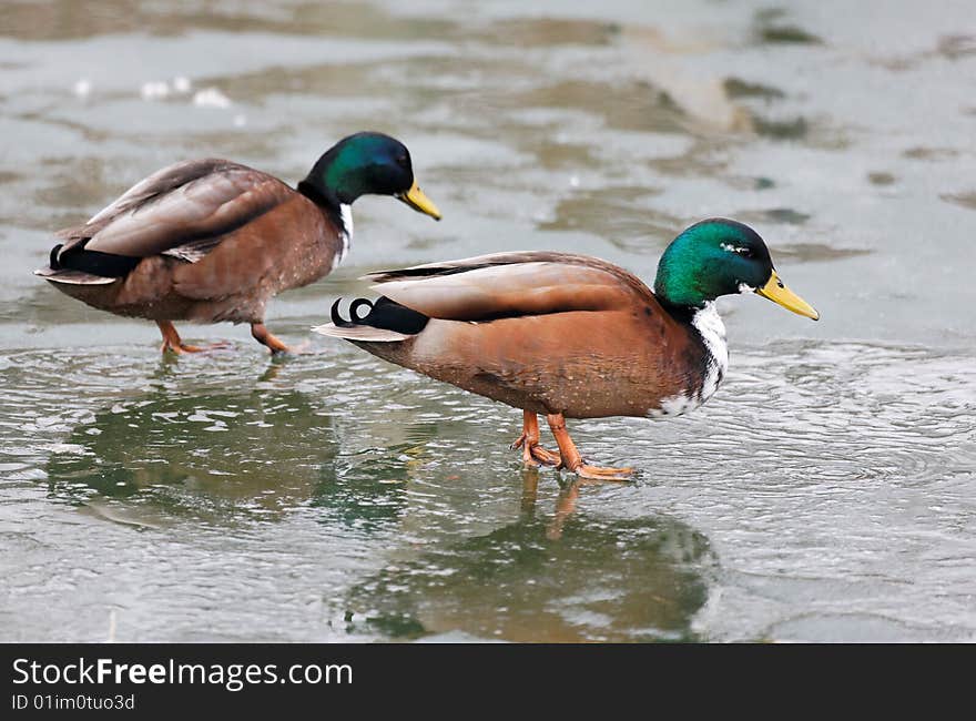 Mallards