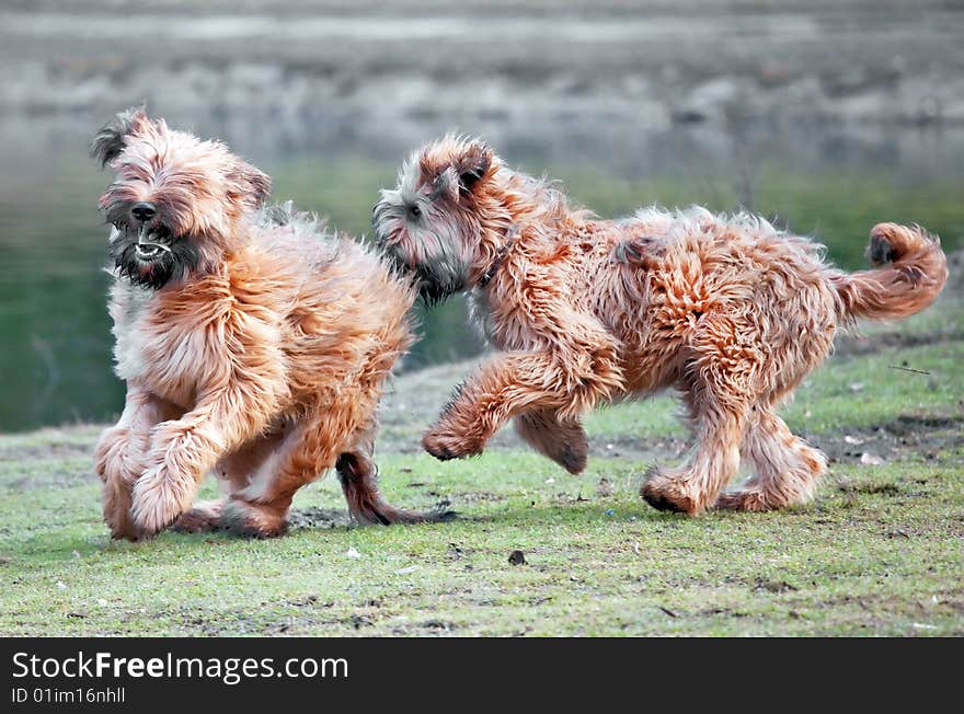 Playing dogs by the pond