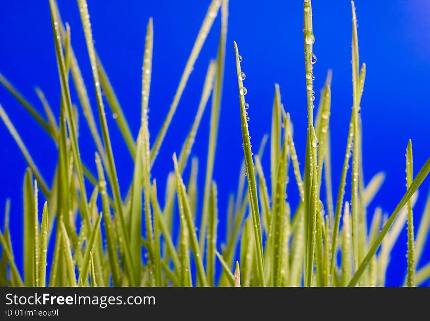 Drop on grass on a blue background