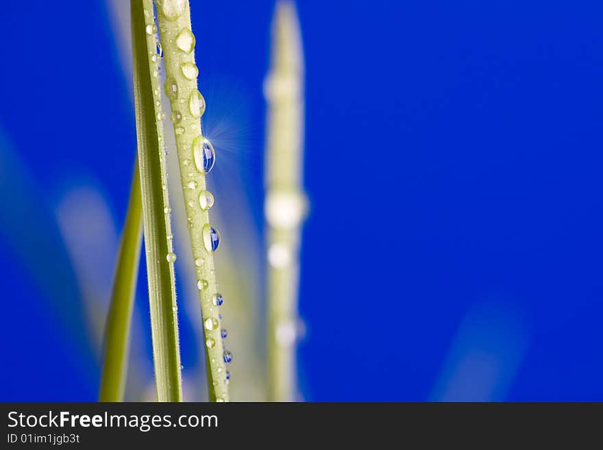 Drop on grass on a blue background