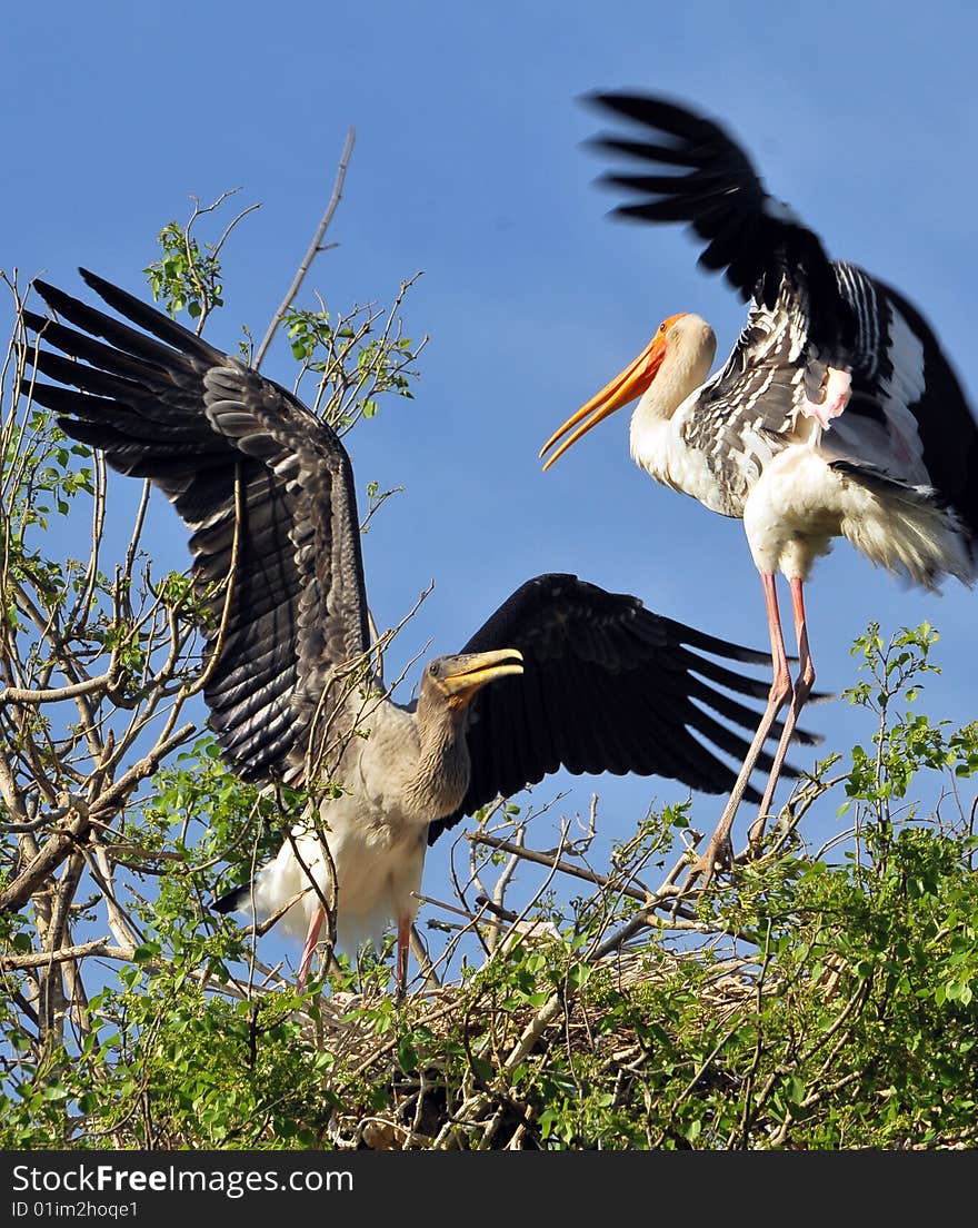 Fighting fighting storks on the top of the tree.