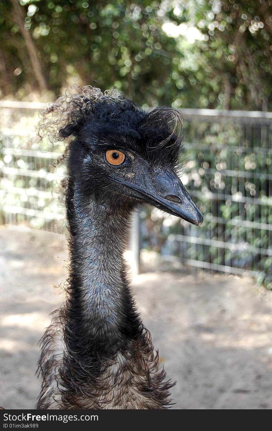 An emu posing for the photograph. Yellow-eyed black head.