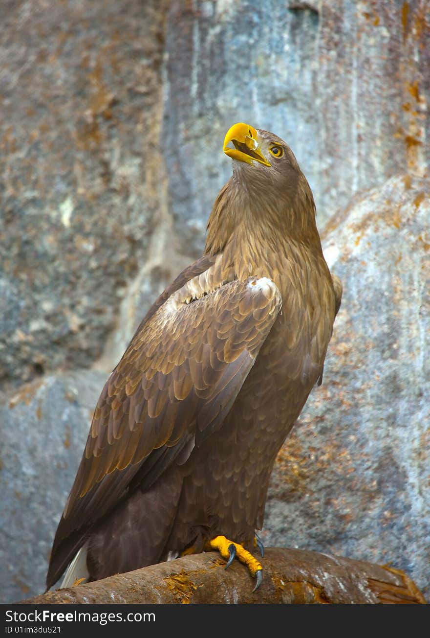 Photograph of the awesome Eagle