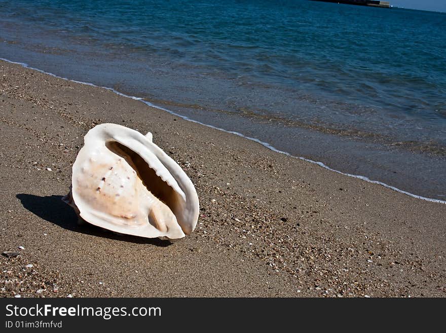 Big sea-shell lying on the sand beach against sea. Japan