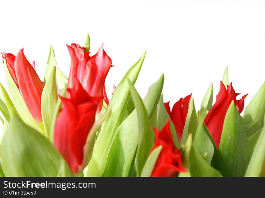 Bouquet from beautiful and bright gentle tulips