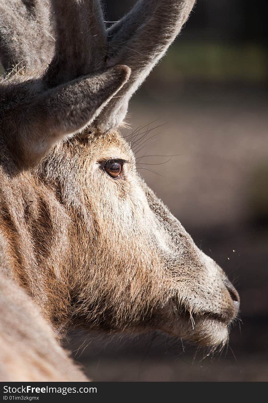 Photograph of the Deer antlers. Photograph of the Deer antlers