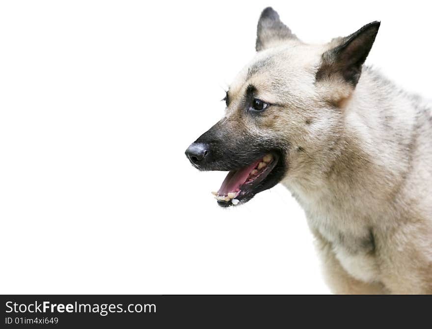 The german shepherd dog on the white background.