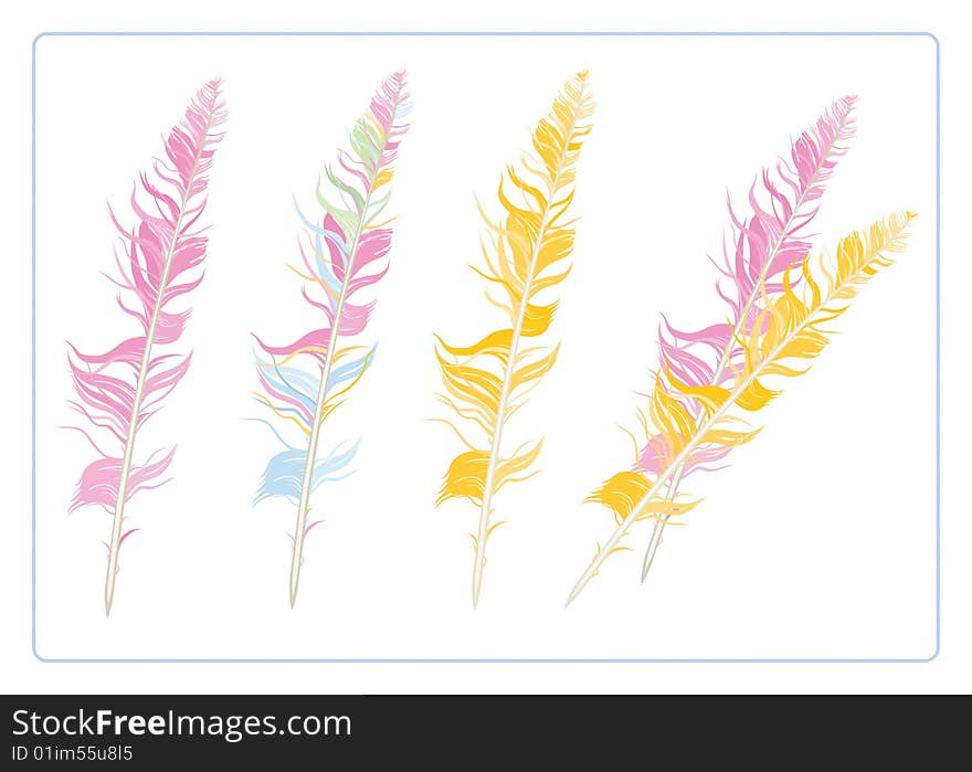 Background with group colorful decorative feathers. Background with group colorful decorative feathers