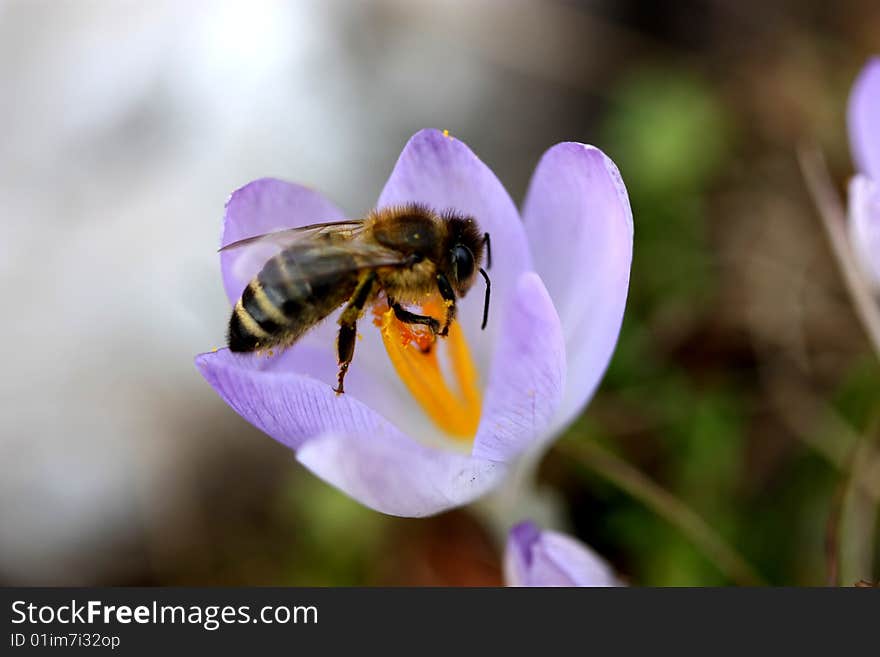 First spring pollinating