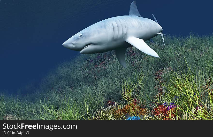 Shark swimming in the shallow waters