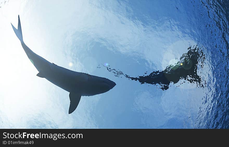 Two Sharks swimming in the tropical waters