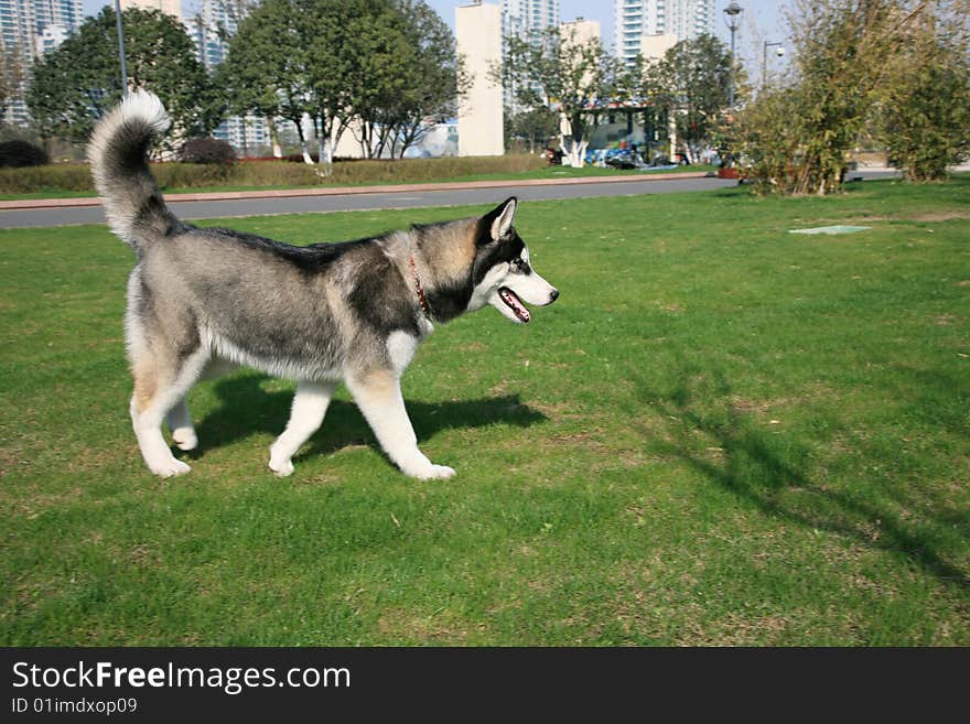 Siberian Husky Dog on Lawn