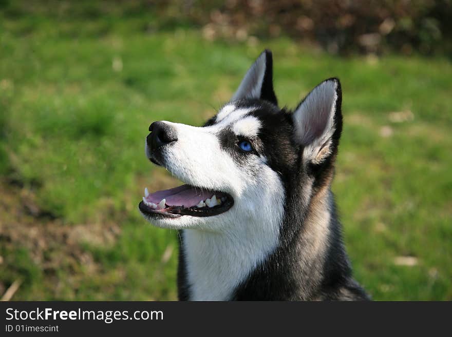 Siberian Husky Dog Open Mouth Looking at Food