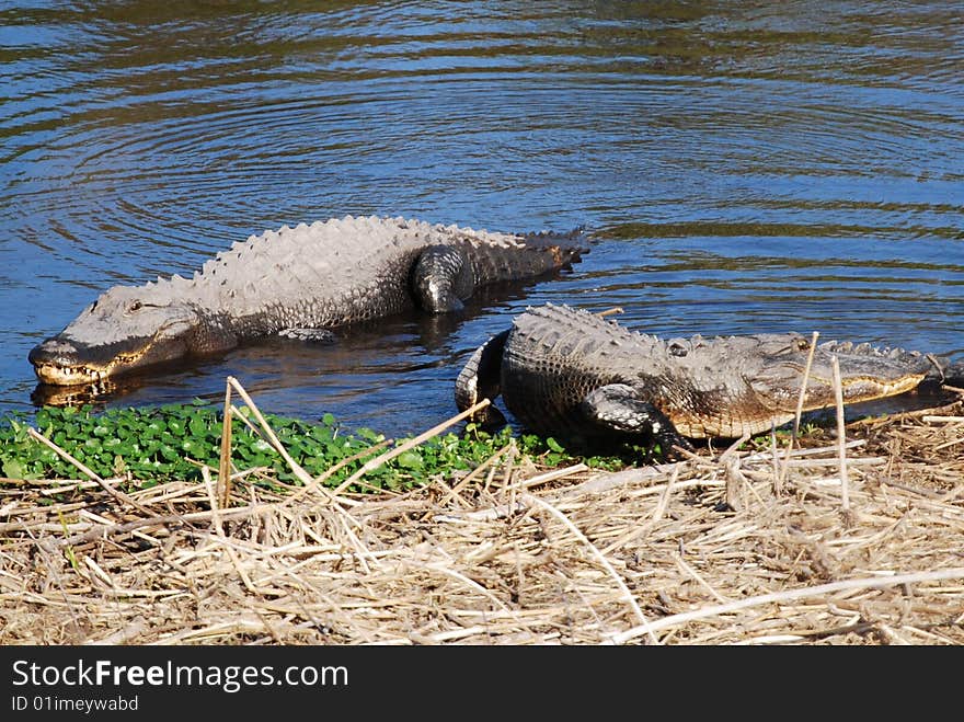 Two alligators sunbathing in the shallow water. Two alligators sunbathing in the shallow water