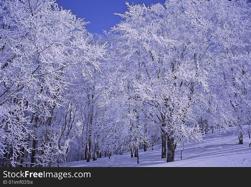 winter trees