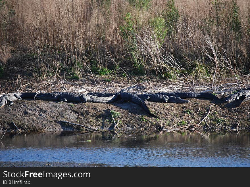 Alligators sunbathing