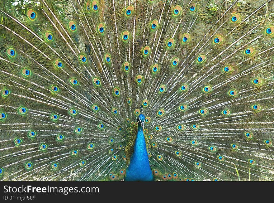 In 2005, China\\\'s Ningxia Hui Autonomous Region, and the beautiful peacock.