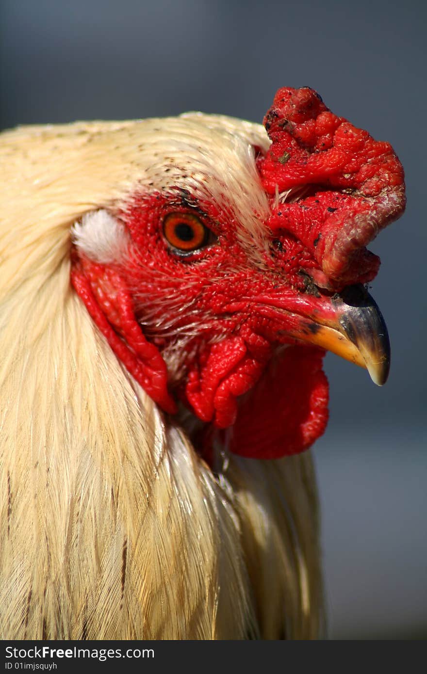 Closeup of Aracauna Rooster, chicken. Closeup of Aracauna Rooster, chicken