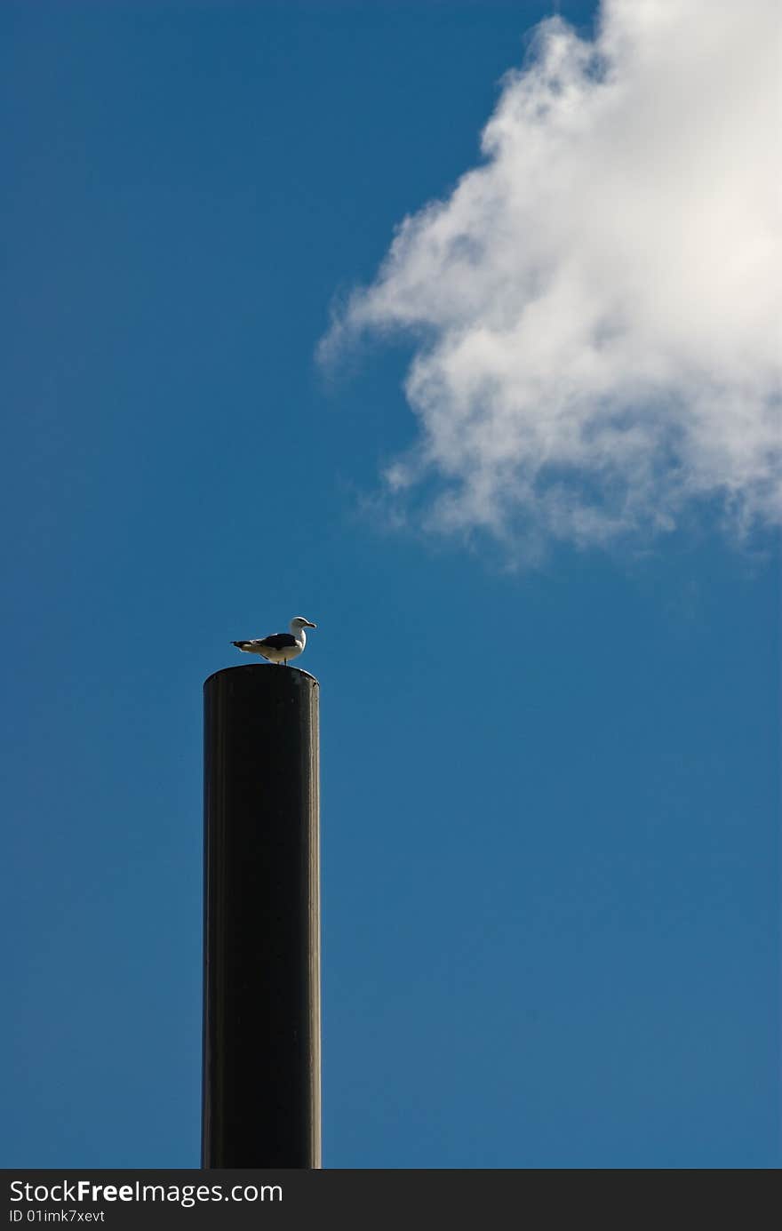 Watching seagull on pole