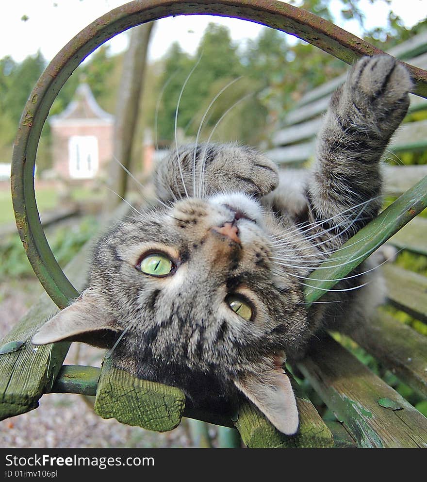 Silver Tabby relaxing upside down on a bench