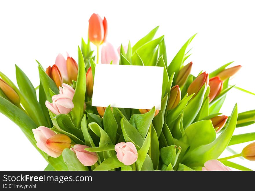 Tulips and a card isolated on white background