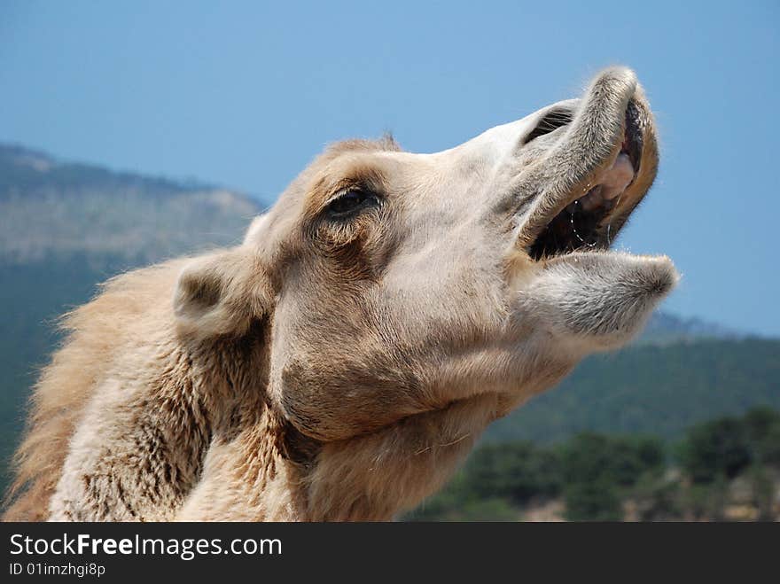 The  beautiful camel against mountains and the sky sings. The  beautiful camel against mountains and the sky sings