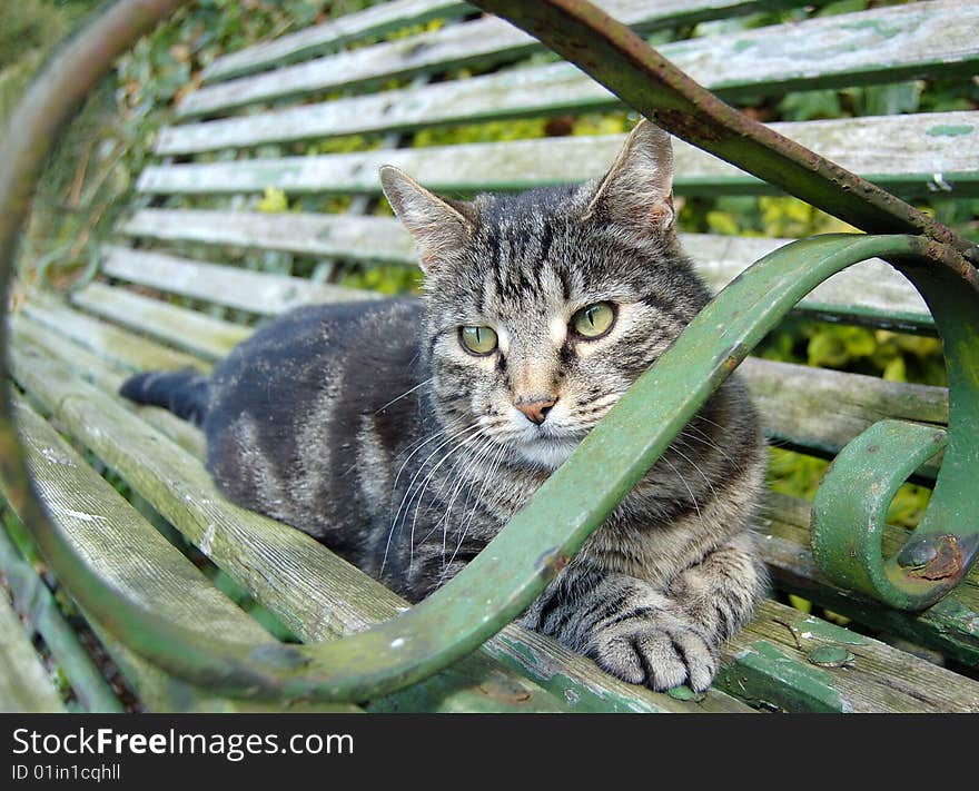 Silver Tabby relaxing on a bench