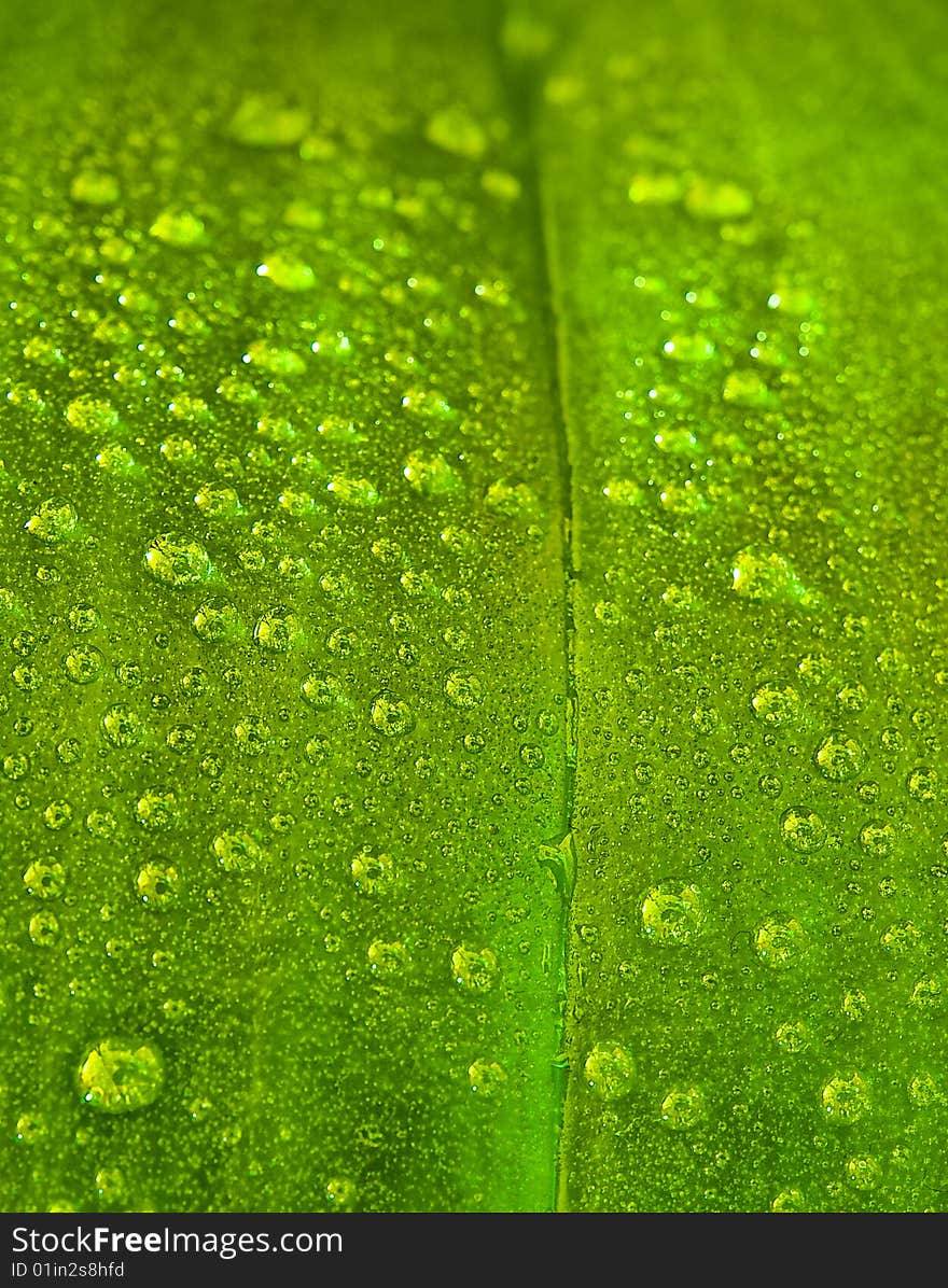 Water drops on a green leaf to create an almost abstract background. Water drops on a green leaf to create an almost abstract background.