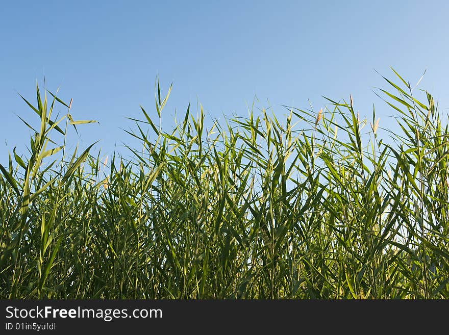 Reed stems on the blue sky