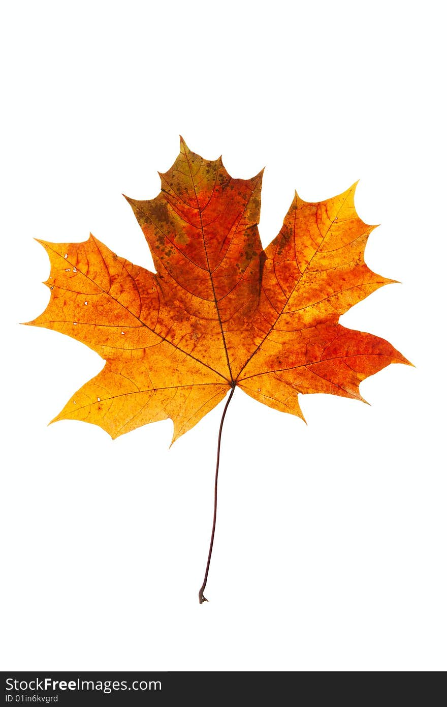 Dry maple leaf is isolated on white