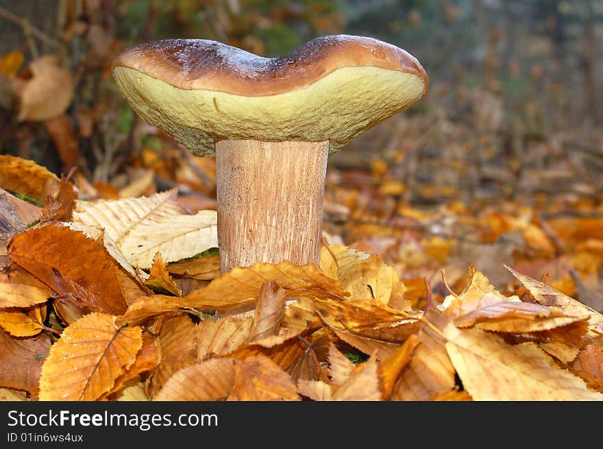 Beautiful and big mushroom in the leaves. Beautiful and big mushroom in the leaves