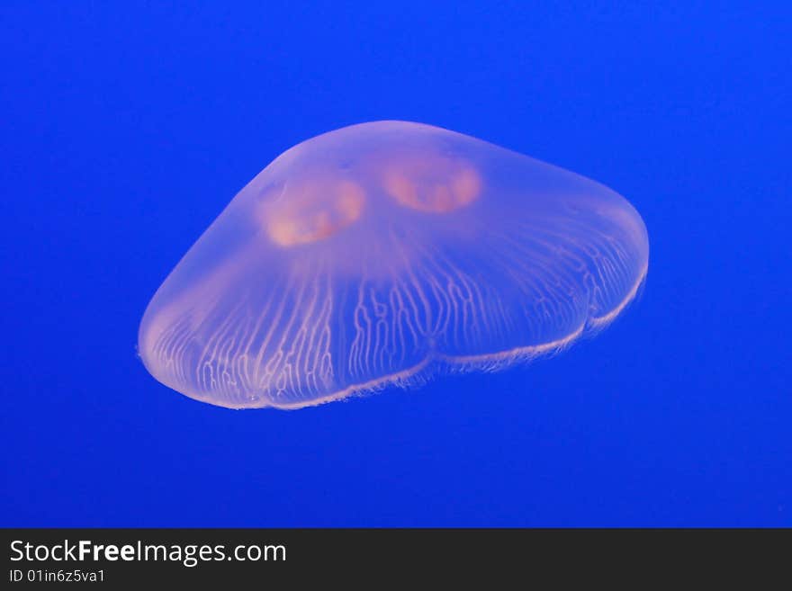 Purple jellyfish in the water